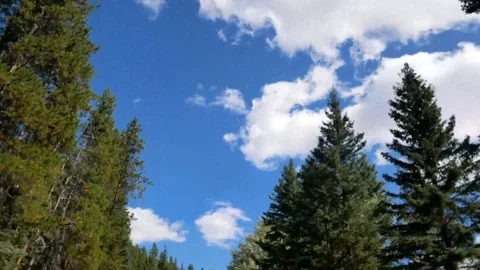 View of the pine tree forest in summer daytime in Canada Stock Footage 120019776