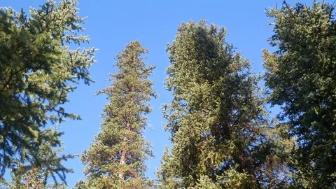 View of the pine tree forest in summer daytime in Canada Stock-Footage 120020076