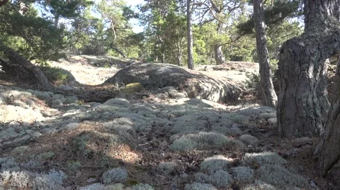 A view to pine tree forest on a sunny day during the midsummer Stock Footage 64840124