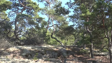 A view to pine tree forest on a sunny day during the midsummer in Pohjanlahti Stock Footage 64840840