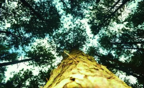 View of a pine tree fro down to up 库存照片