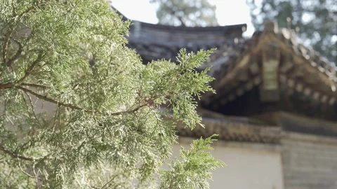 View to pine tree leaves among forest in chinese style garden in winter tim.. Stock Footage 338330975