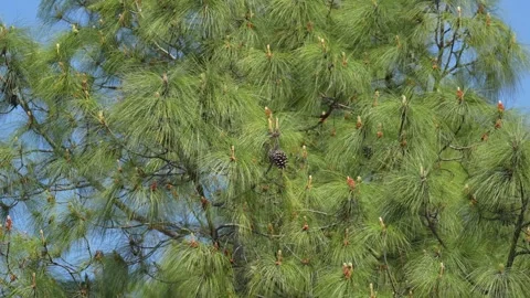 View of a pine tree with long needles and a cone, Nepal. Vídeo Stock 335603179