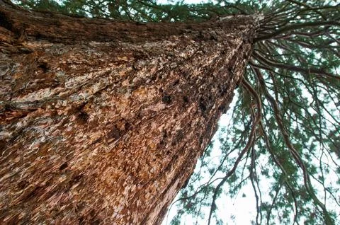 Up view of a Pine tree Stock Photos