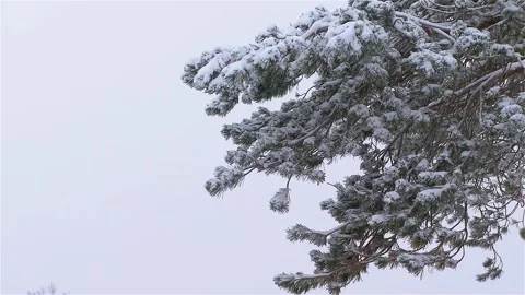 View of pine tree in snowfall Video stock 148498656