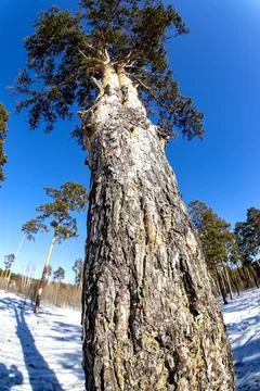 View of pine tree in spring on a sunny day Foto stock