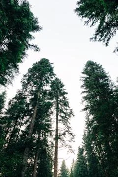 View of the pine tree tops in daylight Stock Photos