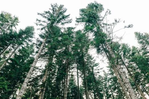View of the pine tree tops in daylight Stock Photos