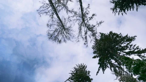 View on pine tree tops from the ground. Stock Footage 85732460