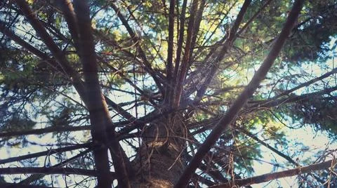 View of a pine tree trunk from below. Intertwining branches against the bac.. Stock Photos
