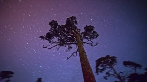 View of a pine tree under a starry night sky in Latvia. Video stock 341454477