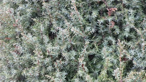 View of the pine tree in winter 4k video footage Stock Footage 169753812