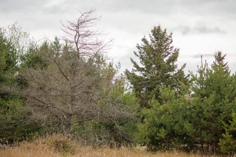 A view of pine trees and a meadow in autumn Stock Photos
