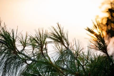 A view of the pine trees and sunset in Nathia Gali, Abbottabad, Pakistan. Foto stock