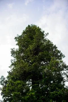 A view of the pine trees and white clouds in the sky in Nathia Gali, Abbott.. Stock Photos