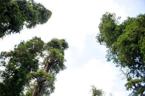 A view of the pine trees and white clouds in the sky in Nathia Gali, Abbott.. Stock-Fotos