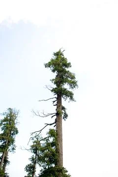 A view of the pine trees and white clouds in the sky in Nathia Gali, Abbott.. Stock Photos