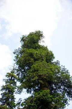 A view of the pine trees and white clouds in the sky in Nathia Gali, Abbott.. Stock Photos