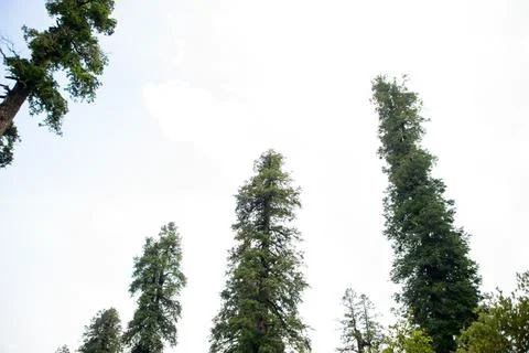 A view of the pine trees and white clouds in the sky in Nathia Gali, Abbott.. Stock Photos