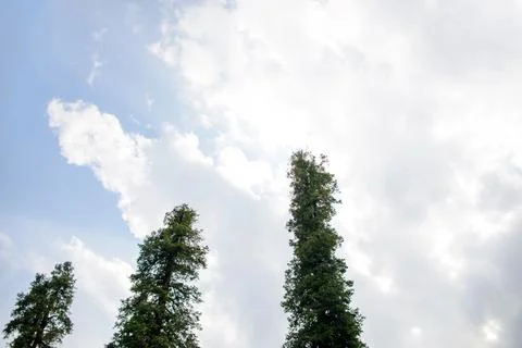 A view of the pine trees and white clouds in the sky in Nathia Gali, Abbott.. Foto stock