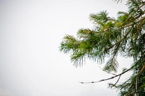 A view of the pine trees and white clouds in the sky in Nathia Gali, Abbott.. Stock Photos