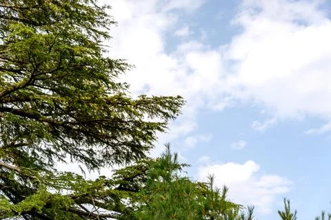 A view of the pine trees and white clouds in the sky in Nathia Gali, Abbott.. Stock Photos