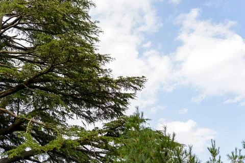 A view of the pine trees and white clouds in the sky in Nathia Gali, Abbott.. Foto stock