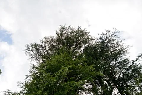 A view of the pine trees and white clouds in the sky in Nathia Gali, Abbott.. Stock Photos
