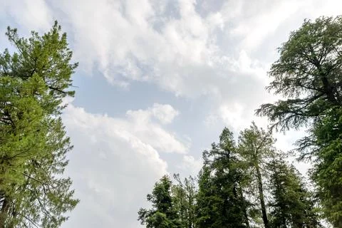 A view of the pine trees and white clouds in the sky in Nathia Gali, Abbott.. Foto stock