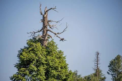 A view of the pine trees and white clouds in the sky in Nathia Gali, Abbott.. Stock Photos
