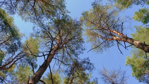 View of the pine trees from below. View from below to the sky through the pines Stock Footage 220805511