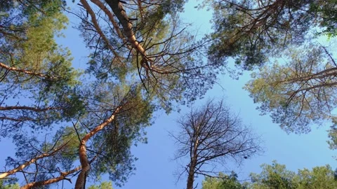 View of the pine trees from below. View from below to the sky through the pines Stock-Footage 222333304