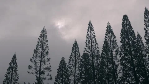 View of pine trees with cloudy background Honolulu Hawaii Stock Footage 313156640