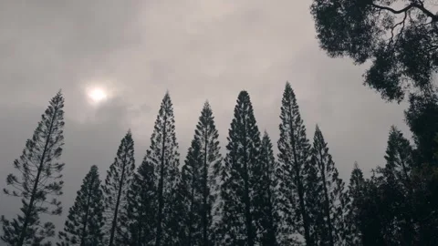 View of pine trees with cloudy background Honolulu Hawaii Vídeos de archivo 313156761