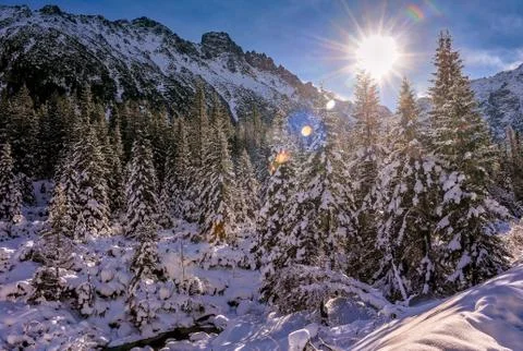 View on the pine trees covered with snow Foto stock