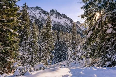 View on the pine trees covered with snow Foto stock