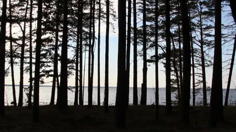 The view of the pine trees during late afternoon Stock Footage 37281337