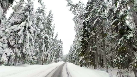 View of the pine trees filled with snow in Estonia Stock Footage 132460050
