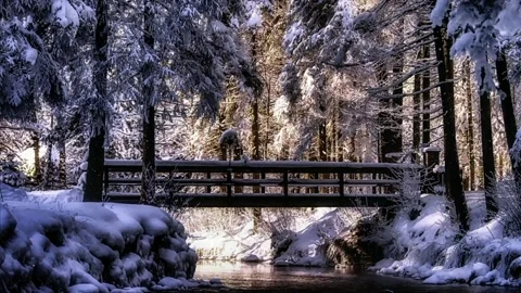 The view of the pine trees Video stock 234365438