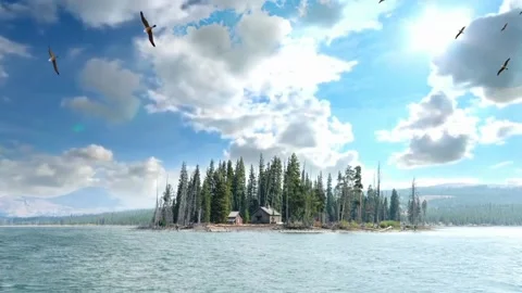 The view of pine trees Stock Footage 234365443