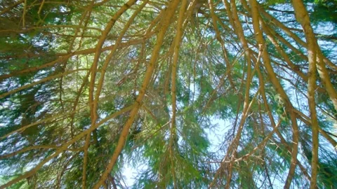 The view of the pine trees Stock Footage 234366462