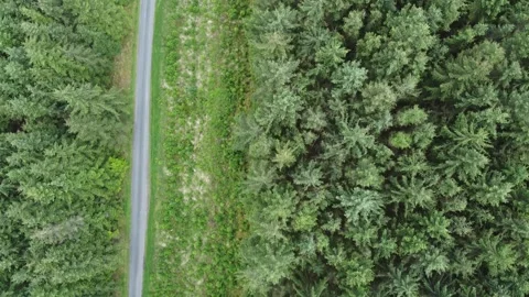 The view of the pine trees Stock Footage 234366523