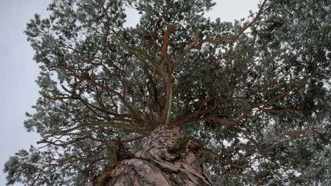 The view of the pine trees Stock Footage 234366657