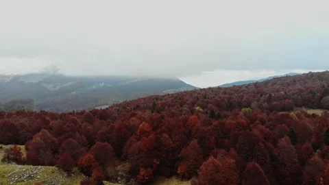 The view of the pine trees Video stock 234367282