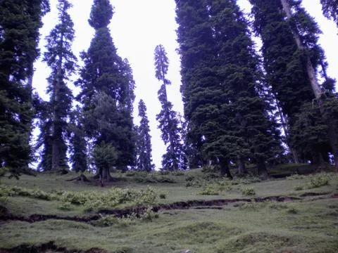 View of pine trees forest from low angle in the mountains of Pahalgam Фото