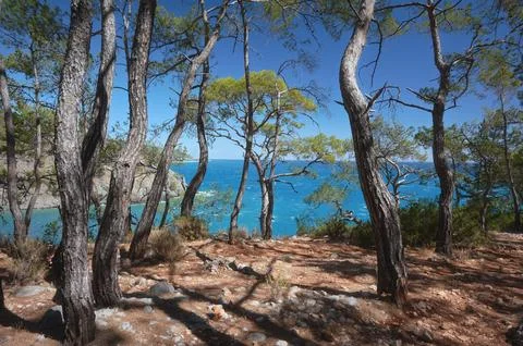 View of pine trees forest on the rocky coastline overlooking a serene blue sea Stock Photos