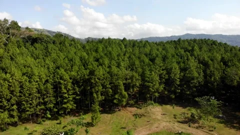 View of pine trees lined up. Sukabumi, Indonesia Stock Footage 245959356
