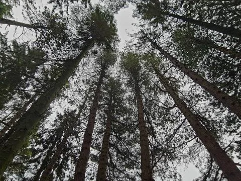 A view of pine trees looking up at the sky Photos