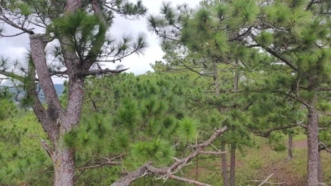 View of pine trees from a moving funicular cabin. Video stock 317928460