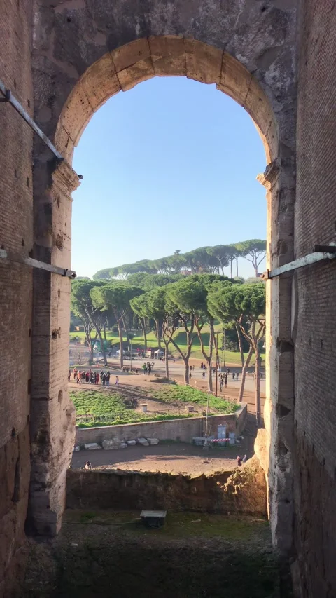 View of Pine Trees Near the Colosseum in Rome on a Sunny Day Stock Footage 314823218